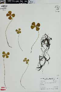 Marsilea quadrifolia image
