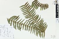 Nephrolepis hirsutula image