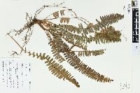 Nephrolepis exaltata image