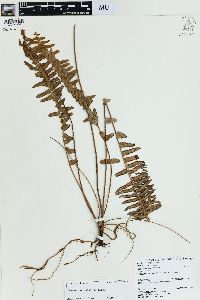 Nephrolepis exaltata image