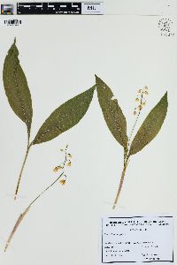 Convallaria majalis image