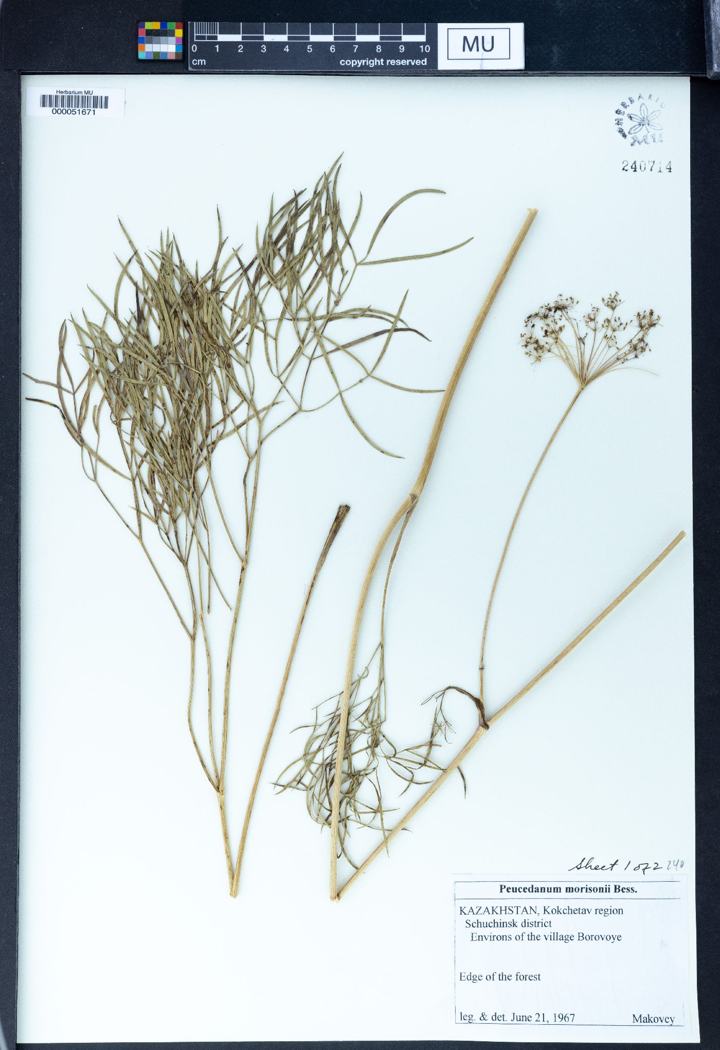 Peucedanum morisonii image