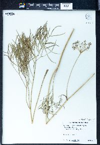 Image of Peucedanum morisonii