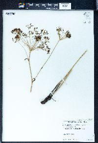 Peucedanum morisonii image