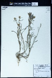 Image of Erysimum leucanthemum