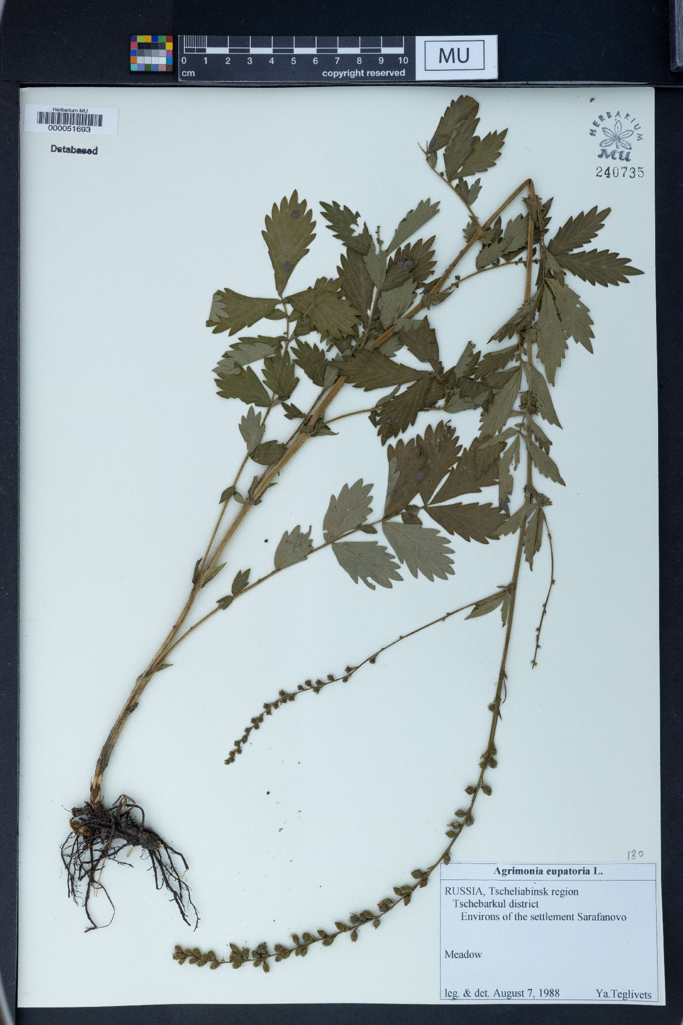 Agrimonia eupatoria image