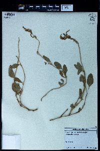 Atriplex verrucifera image