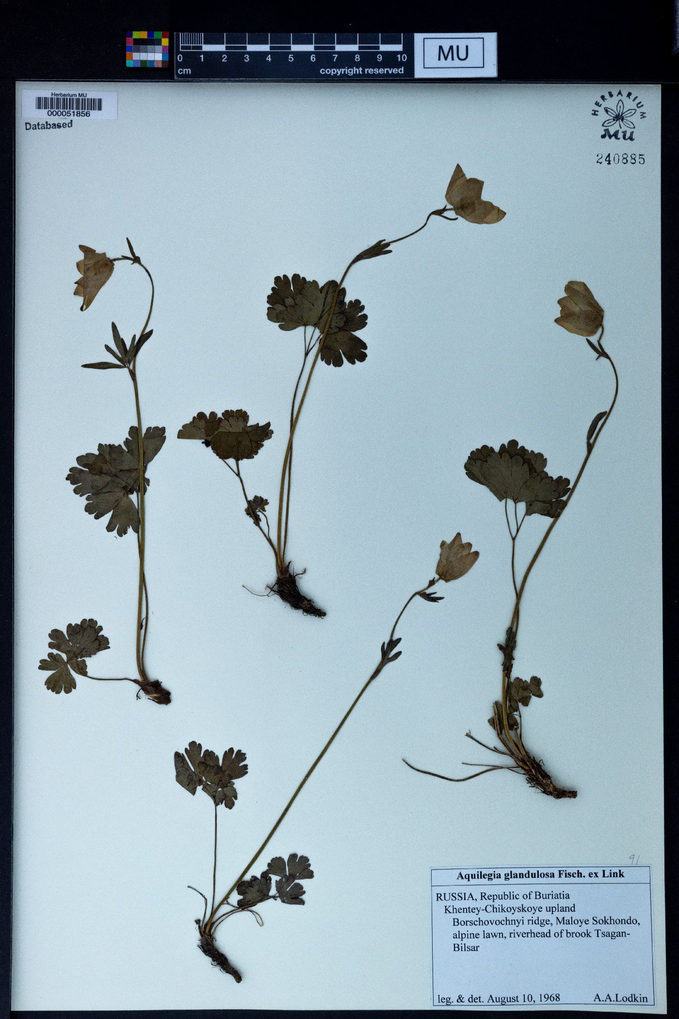 Aquilegia glandulosa image