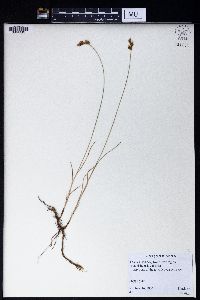 Carex praecox image