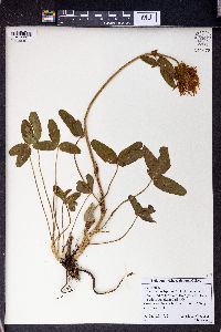 Trifolium trichocephalum image