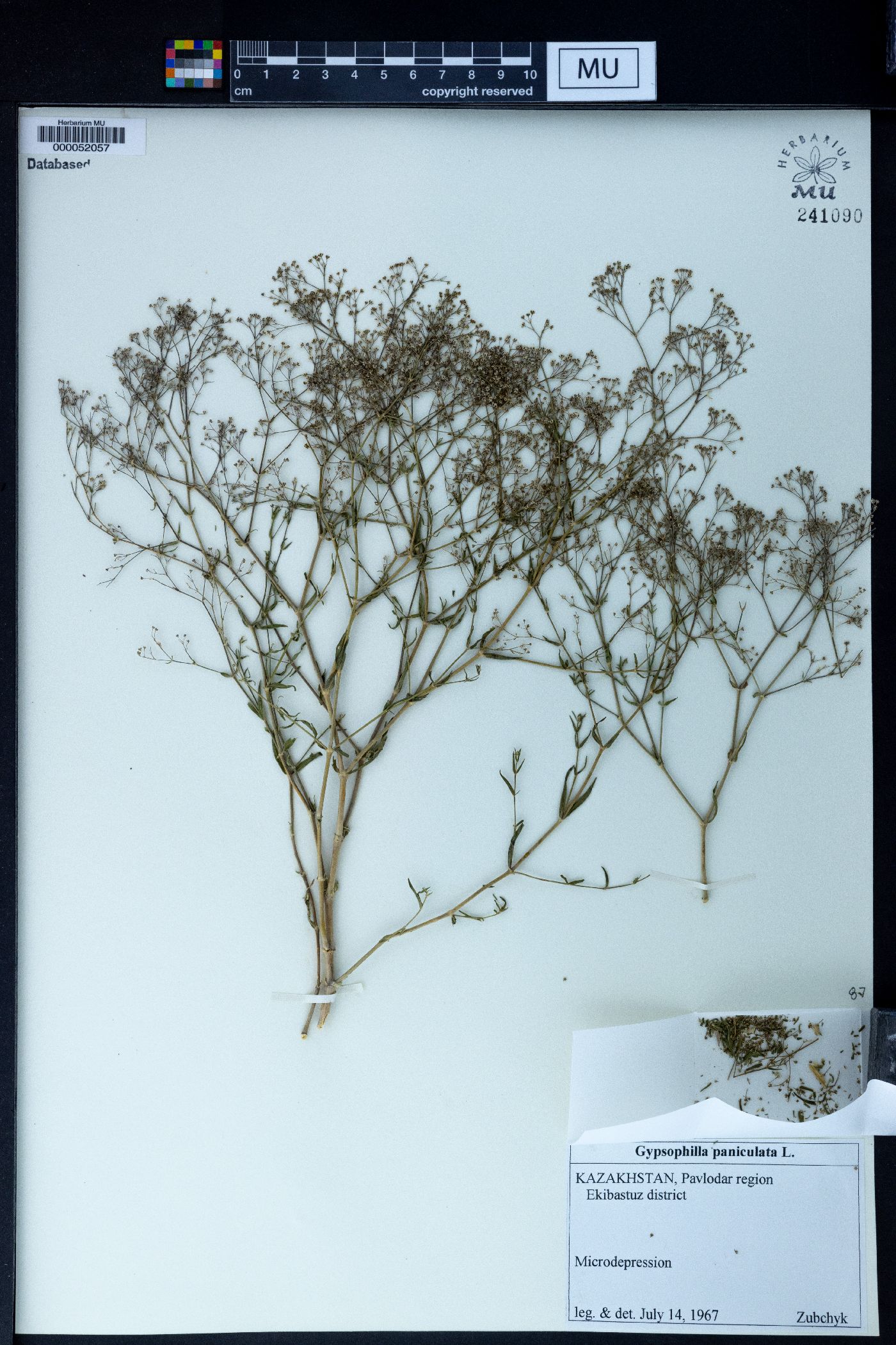 Gypsophila paniculata image