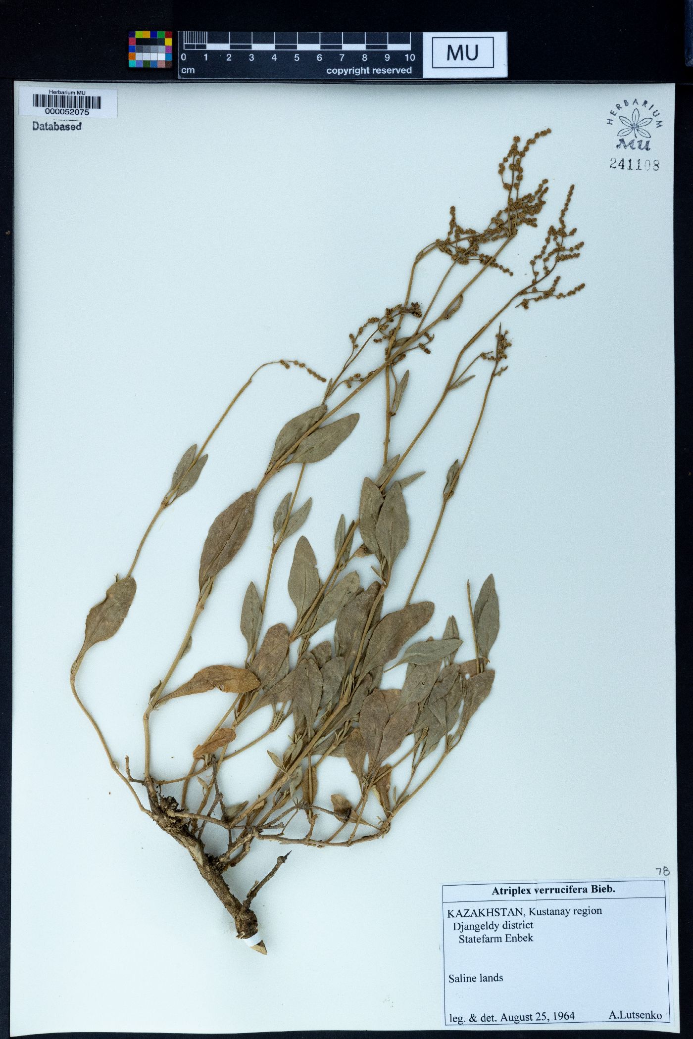 Atriplex verrucifera image
