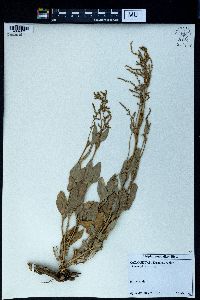 Atriplex verrucifera image
