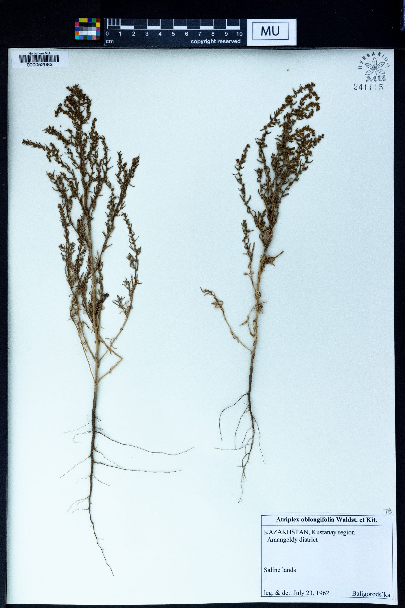 Atriplex oblongifolia image