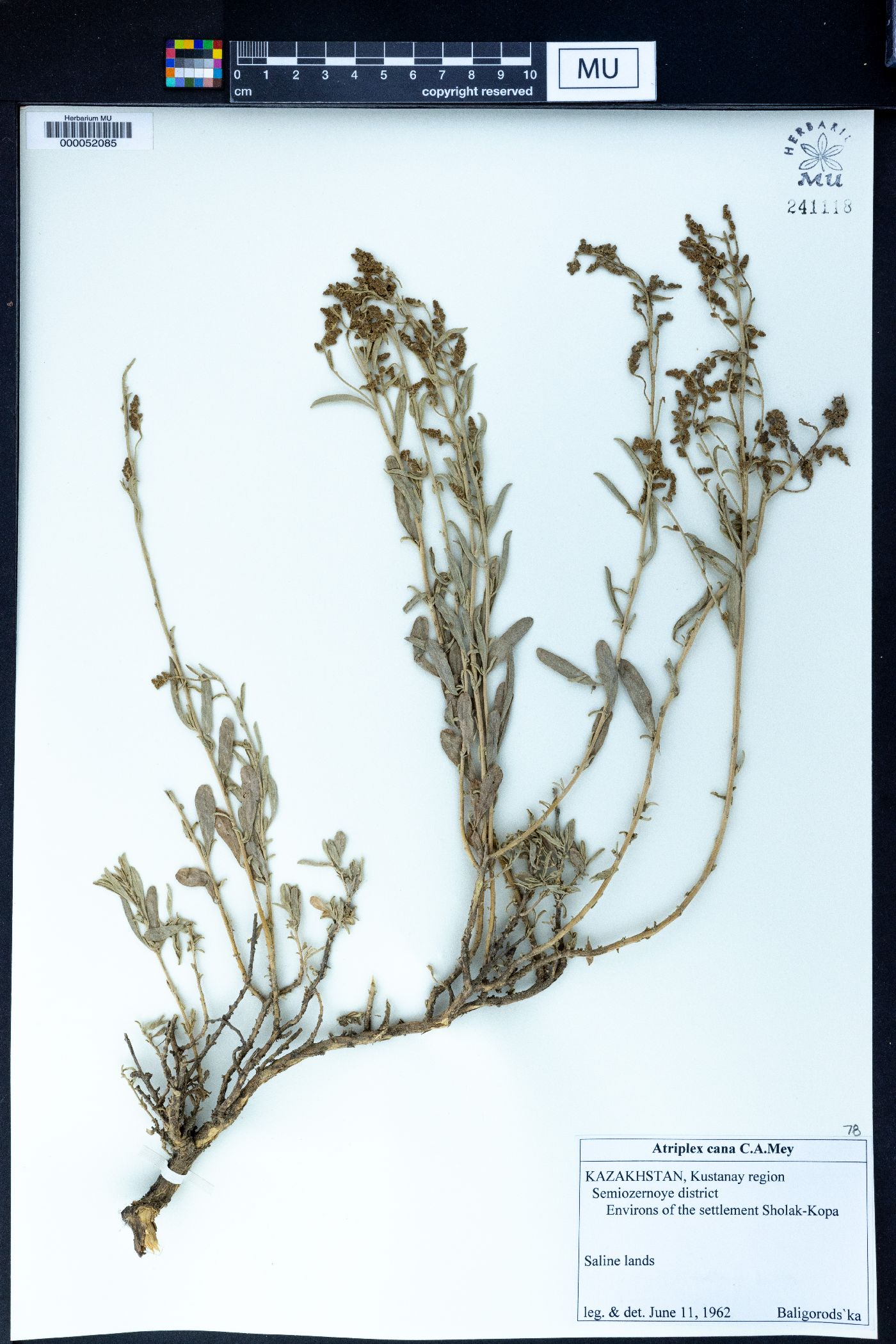 Atriplex cana image