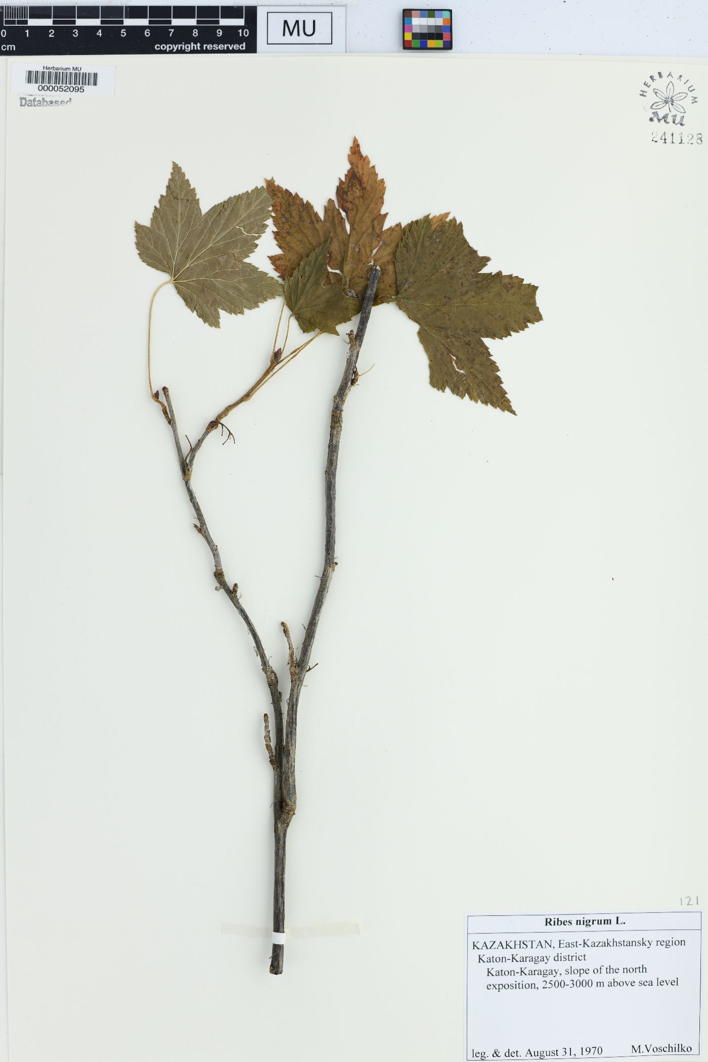 Ribes nigrum image