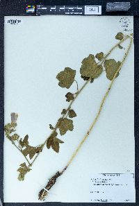 Malva sylvestris image