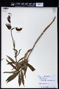 Lilium martagon image