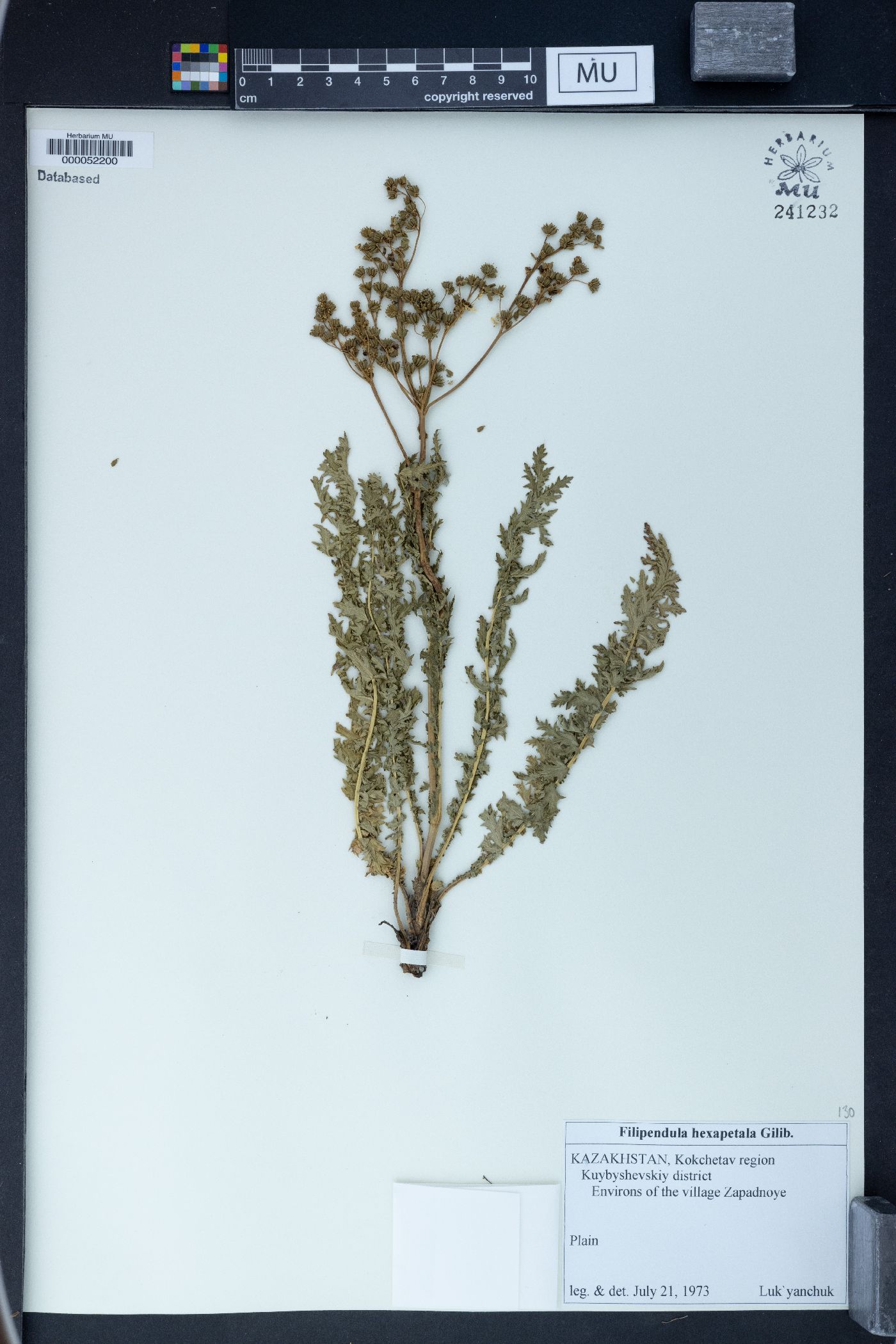 Filipendula hexapetala image