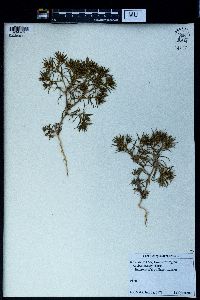 Ceratocarpus arenarius image