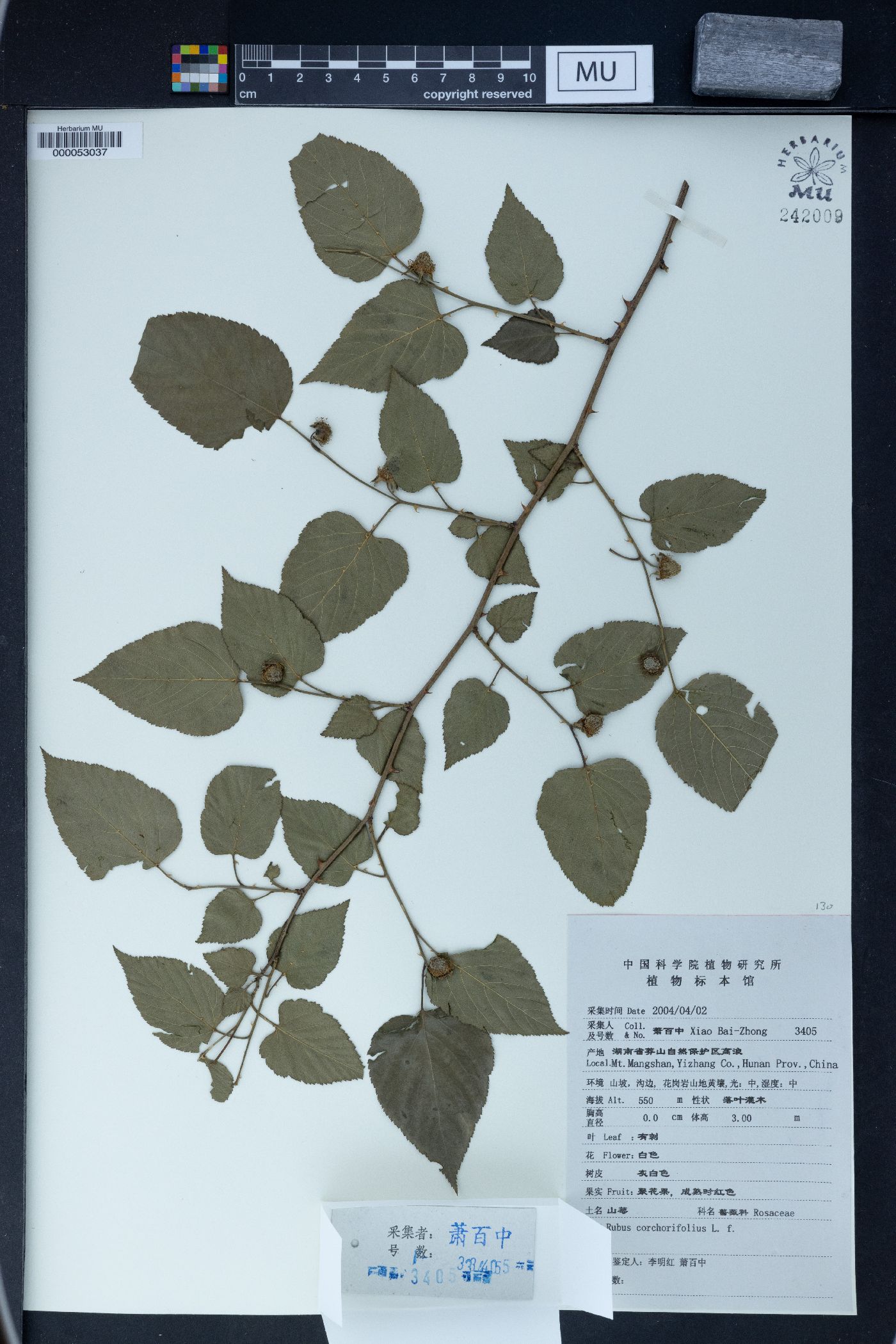 Rubus corchorifolius image