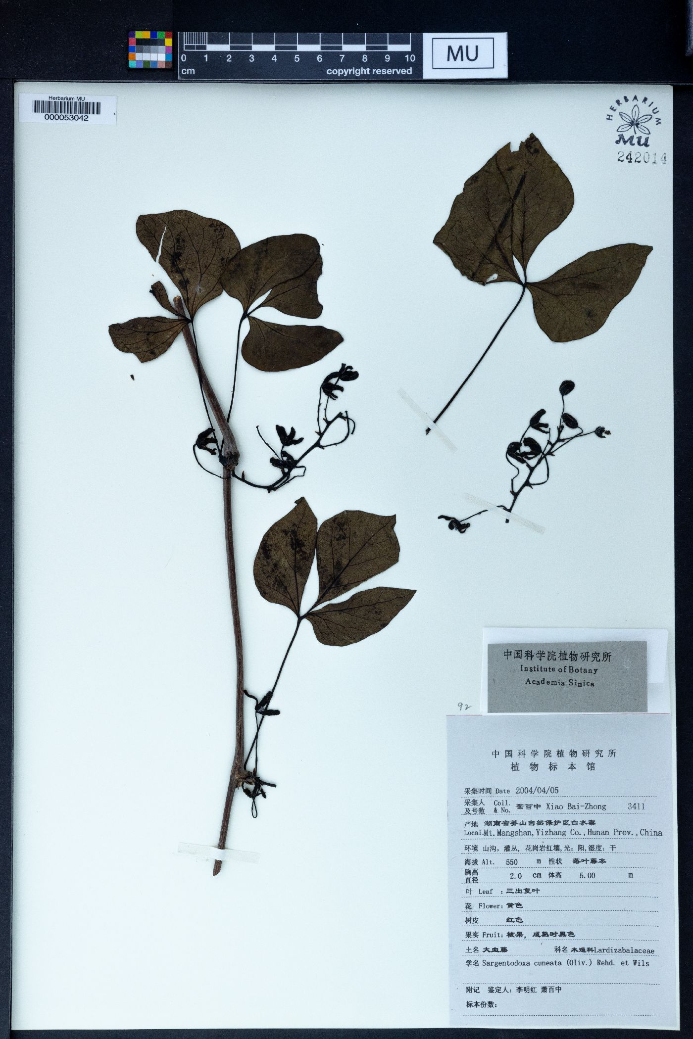 Sargentodoxa cuneata image