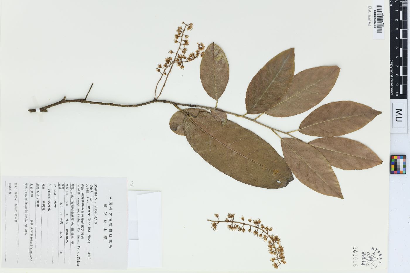 Itea chinensis image