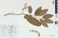 Itea chinensis image