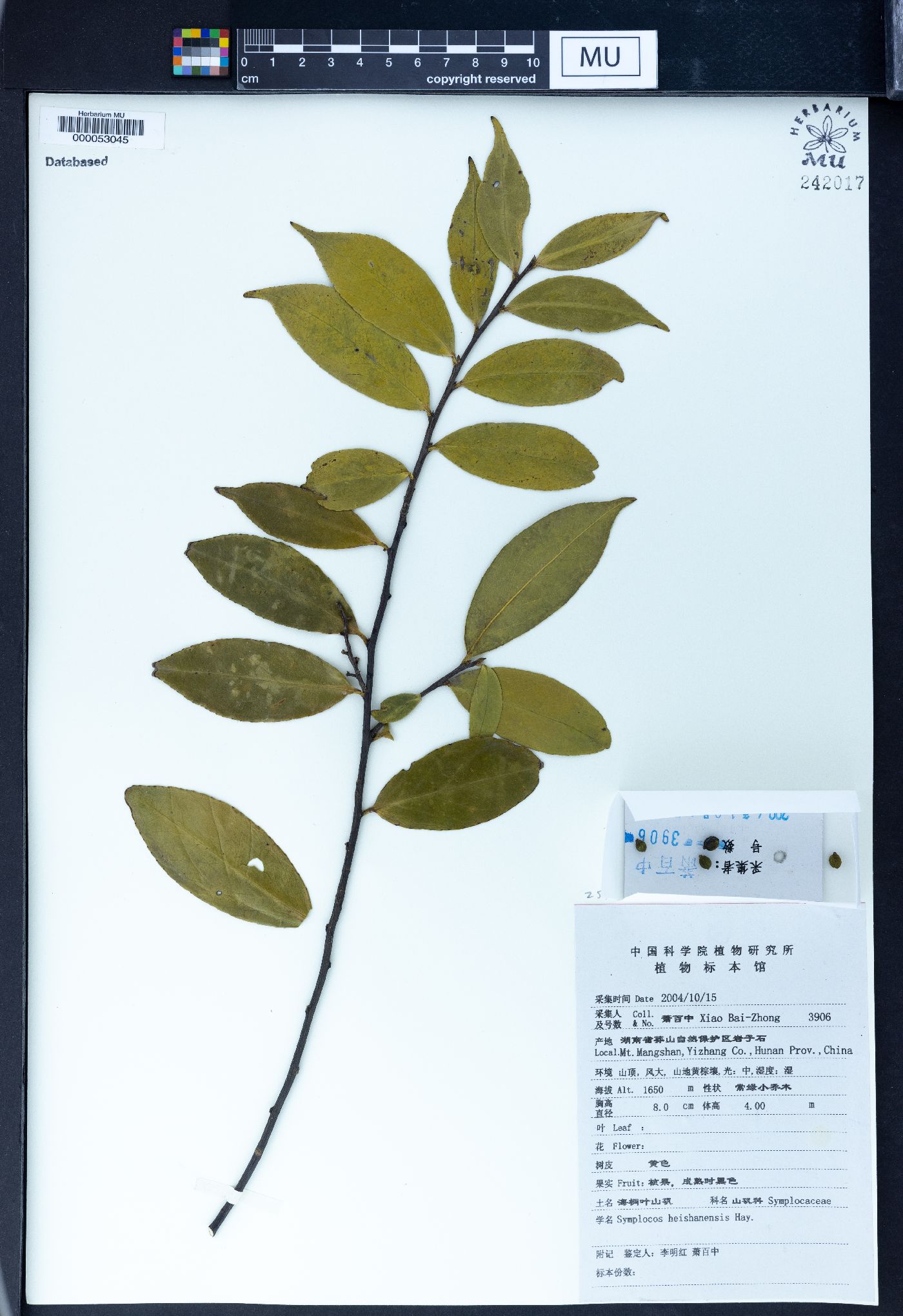 Symplocos heishanensis image