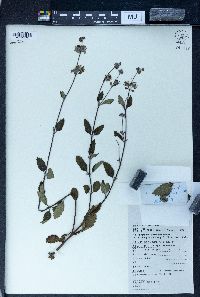 Caryopteris incana image