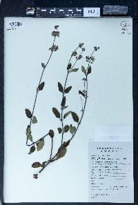 Caryopteris incana image