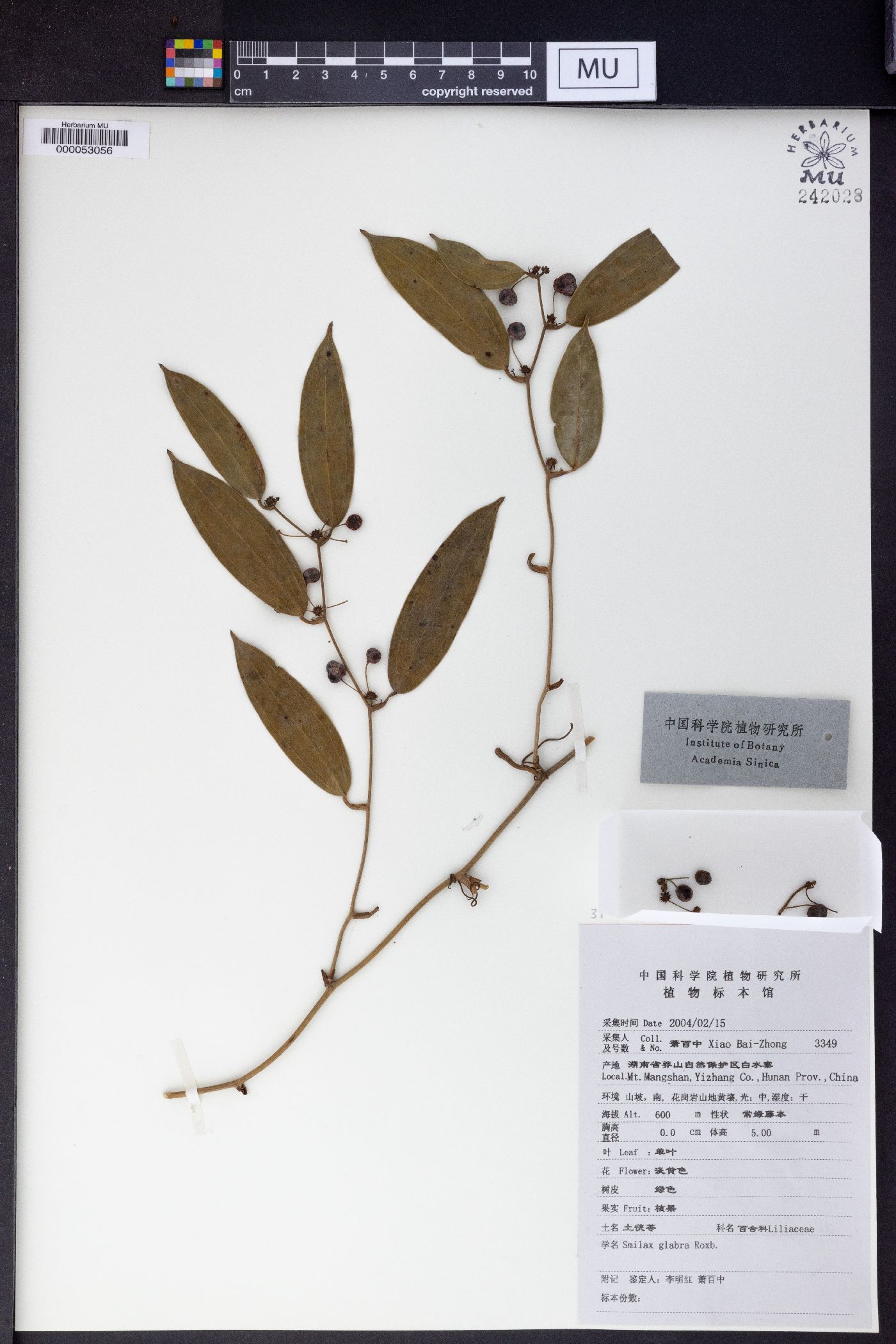 Smilax glabra image