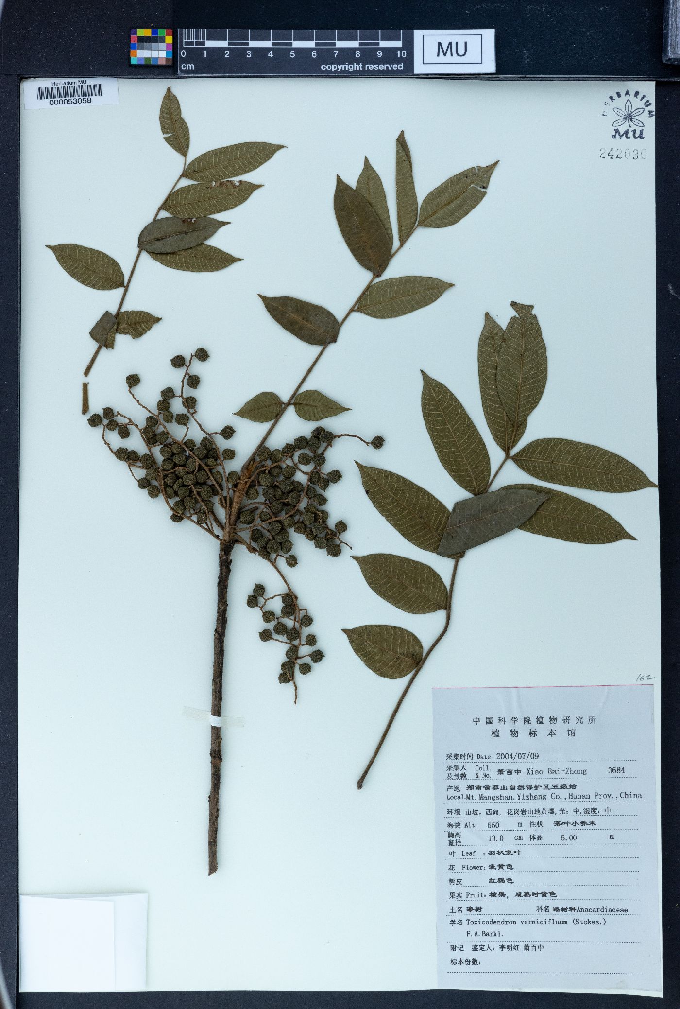 Toxicodendron vernicifluum image