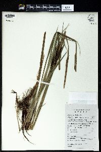 Carex dimorpholepis image