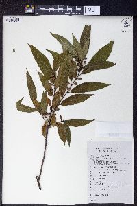Image of Ficus abelii