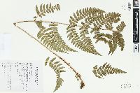 Dryopteris championii image