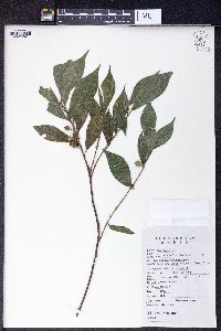 Ficus abelii image