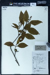 Premna microphylla image