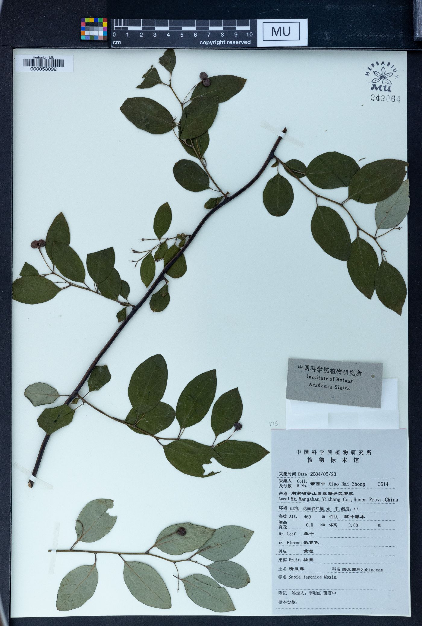 Sabia japonica image