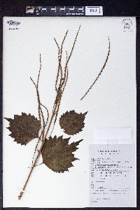 Boehmeria platanifolia image