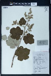 Rubus tephrodes image