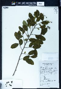 Symplocos paniculata image