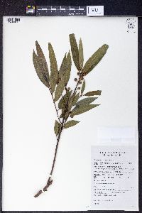 Ficus stenophylla image