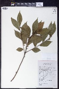 Ficus abelii image