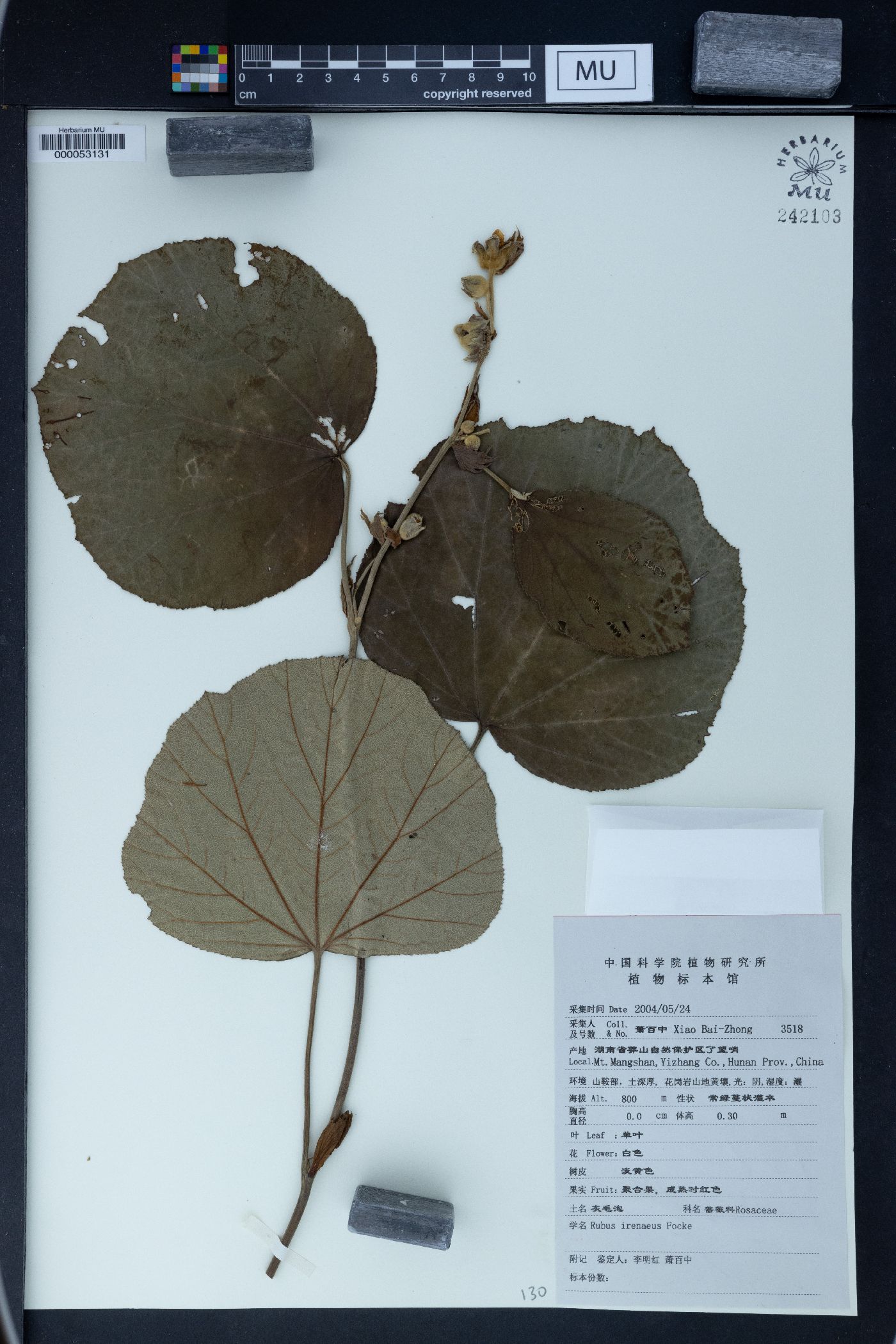 Rubus irenaeus image