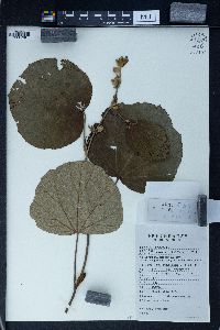 Rubus irenaeus image