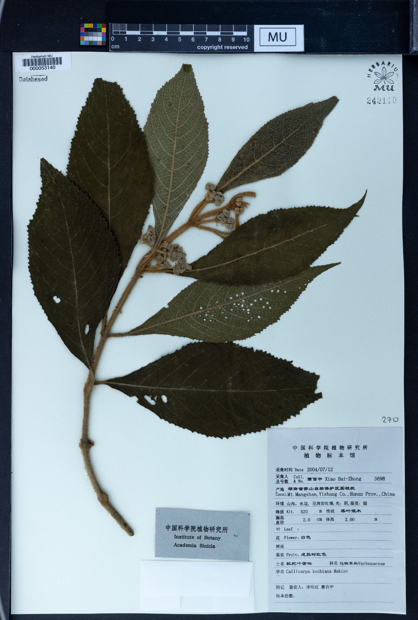 Callicarpa kochiana image