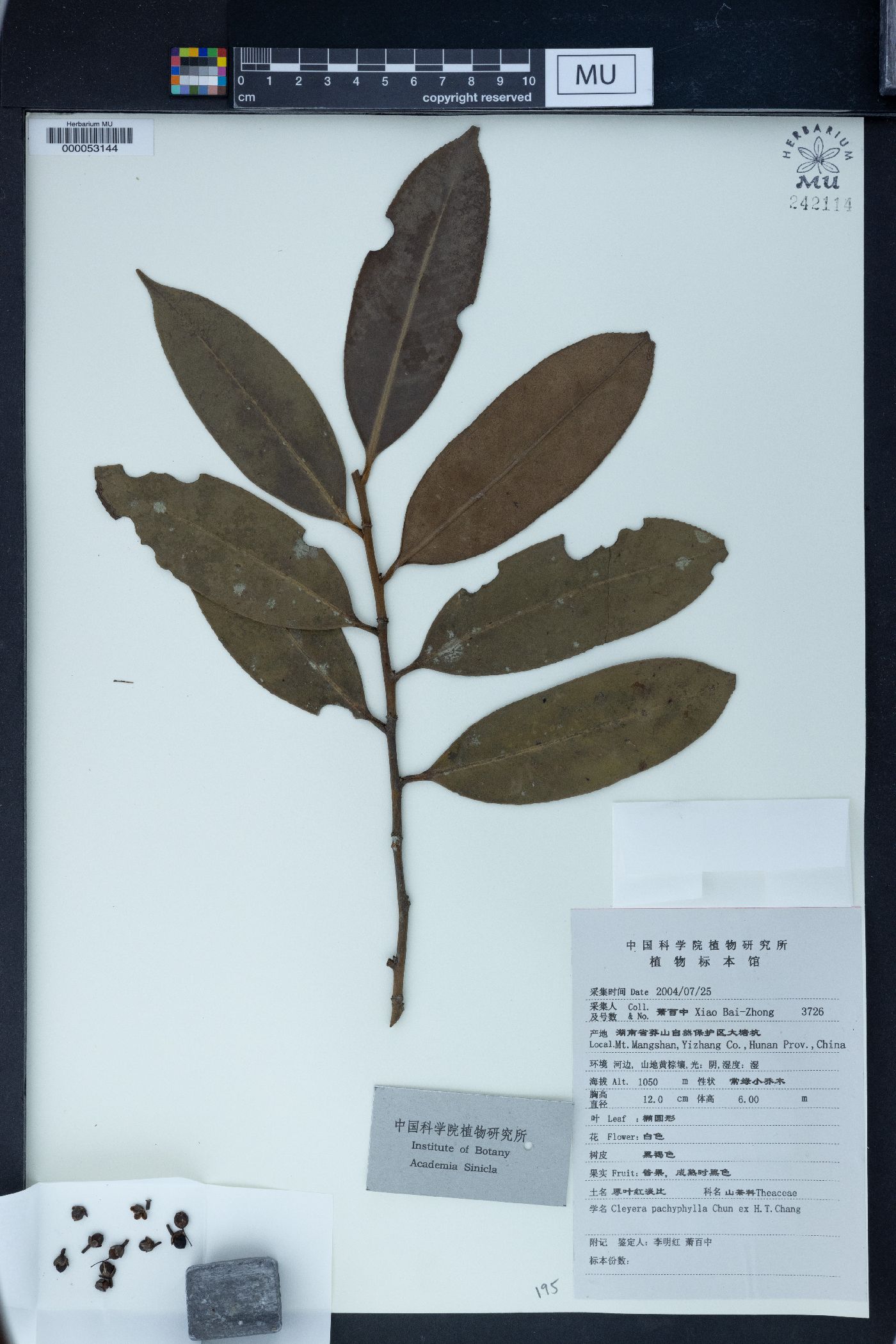 Cleyera pachyphylla image