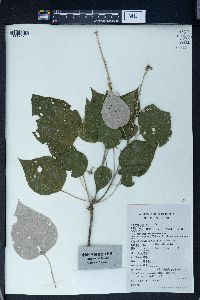 Mallotus japonicus image