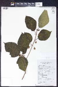 Ficus variolosa image